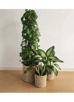 Generic Halfa plant pot 15 cm  - Image 3