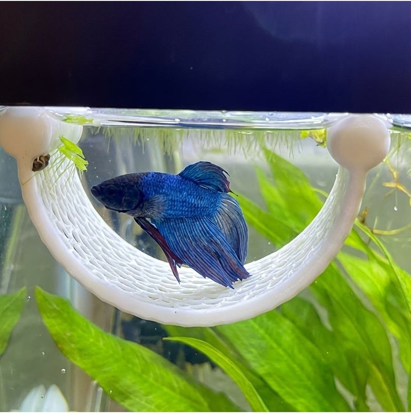 Tangerine Plastic Mesh Hammock Resting Area for Betta Fish Near Water Surface - Image 2