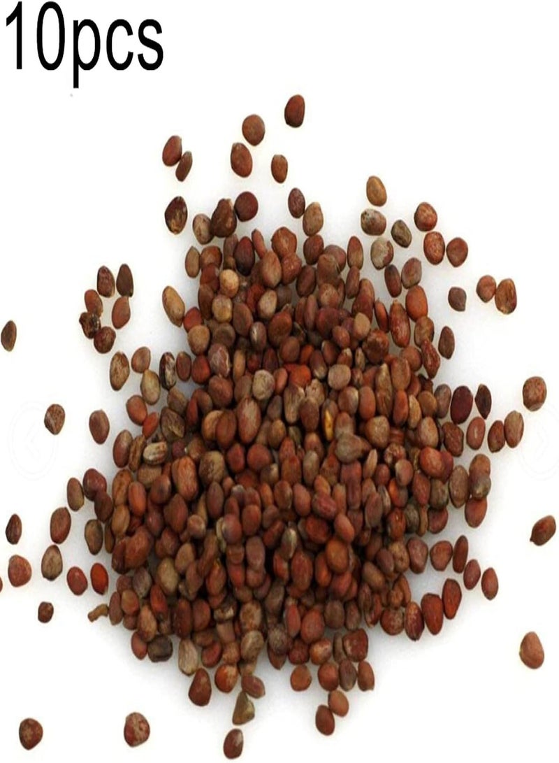 GGOOT Vegetable Seed Varieties - 10Pcs Radish Seeds Healthy Nutritious Vegetable Garden Yard Balcony Farm Plant Kids Beginners Gardeners Gift -1# - Image 2