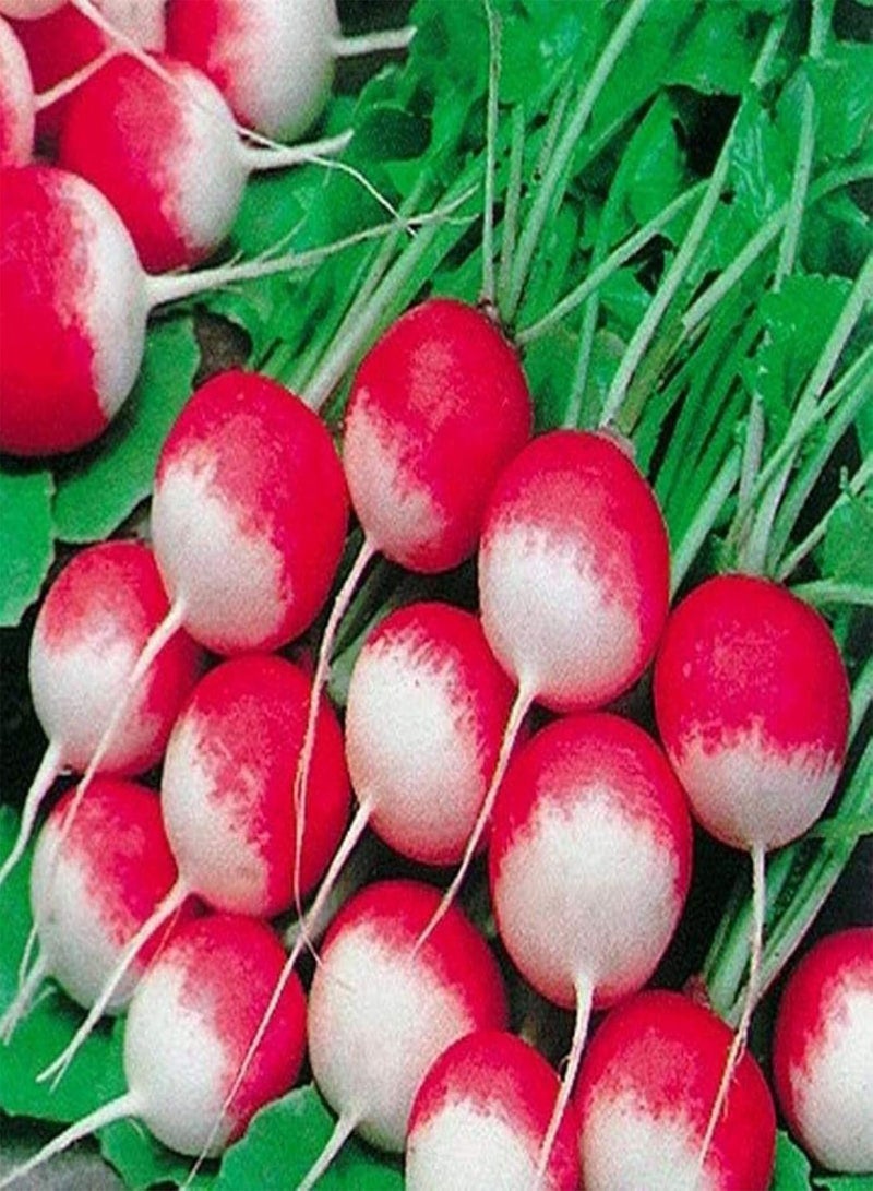GGOOT Vegetable Seed Varieties - 10Pcs Radish Seeds Healthy Nutritious Vegetable Garden Yard Balcony Farm Plant Kids Beginners Gardeners Gift -1# - Image 1