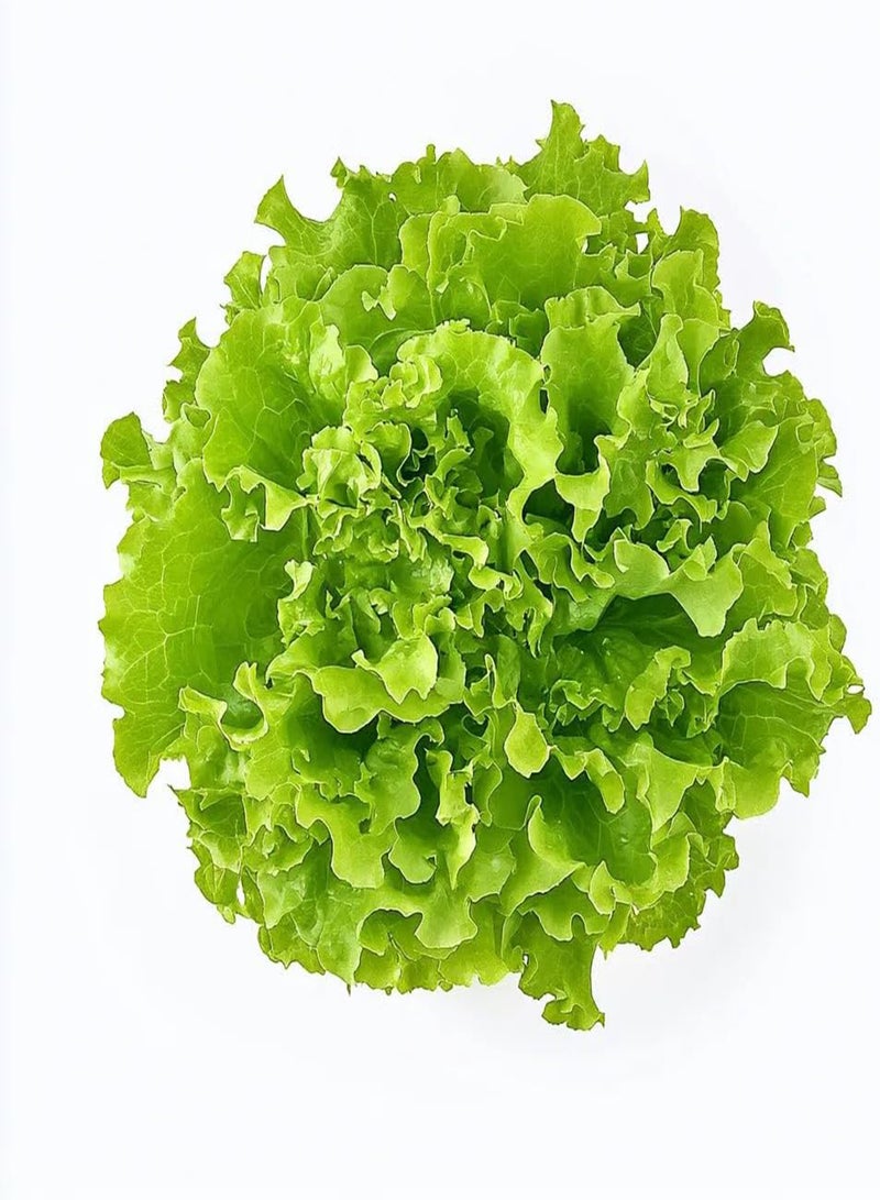 250 Batavia Lettuce Seeds -  Permaculture