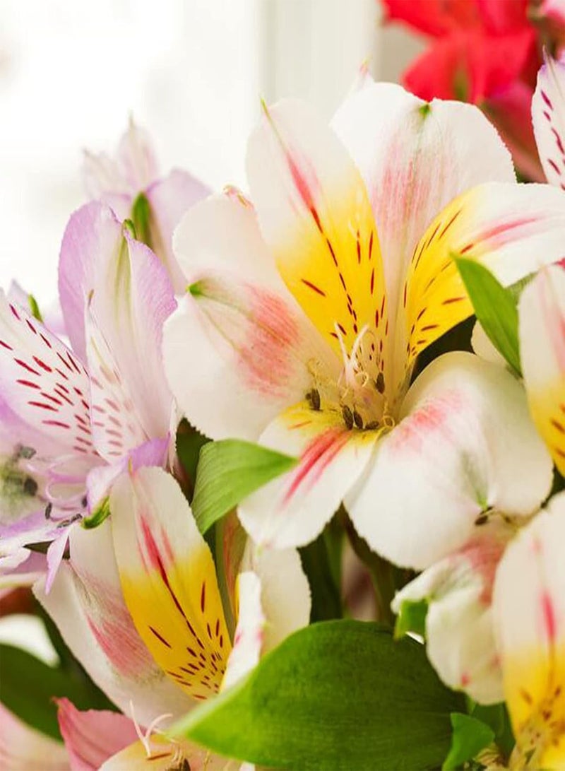 GGOOT 200Pcs/Bag Peruvian Lily Seeds for Planting,Long-Lasting Blooms Aromatic Mix Color Potted Plants Seedlings Courtyard Decoration - Mix Color - Image 5