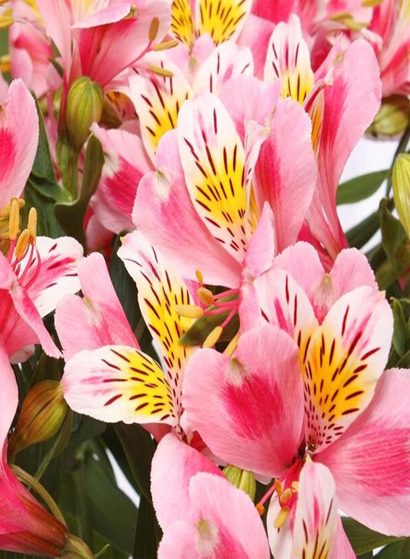GGOOT 200Pcs/Bag Peruvian Lily Seeds for Planting,Long-Lasting Blooms Aromatic Mix Color Potted Plants Seedlings Courtyard Decoration - Mix Color - Image 2