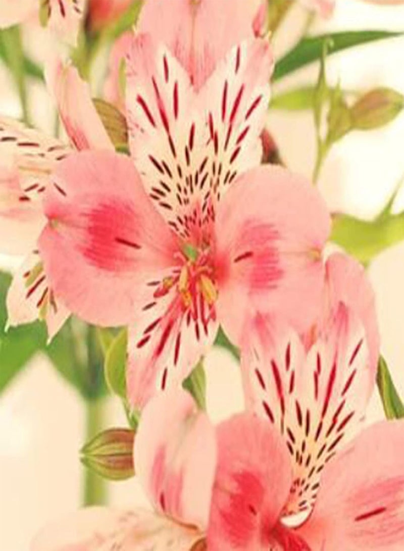 GGOOT 200Pcs/Bag Peruvian Lily Seeds for Planting,Long-Lasting Blooms Aromatic Mix Color Potted Plants Seedlings Courtyard Decoration - Mix Color - Image 4