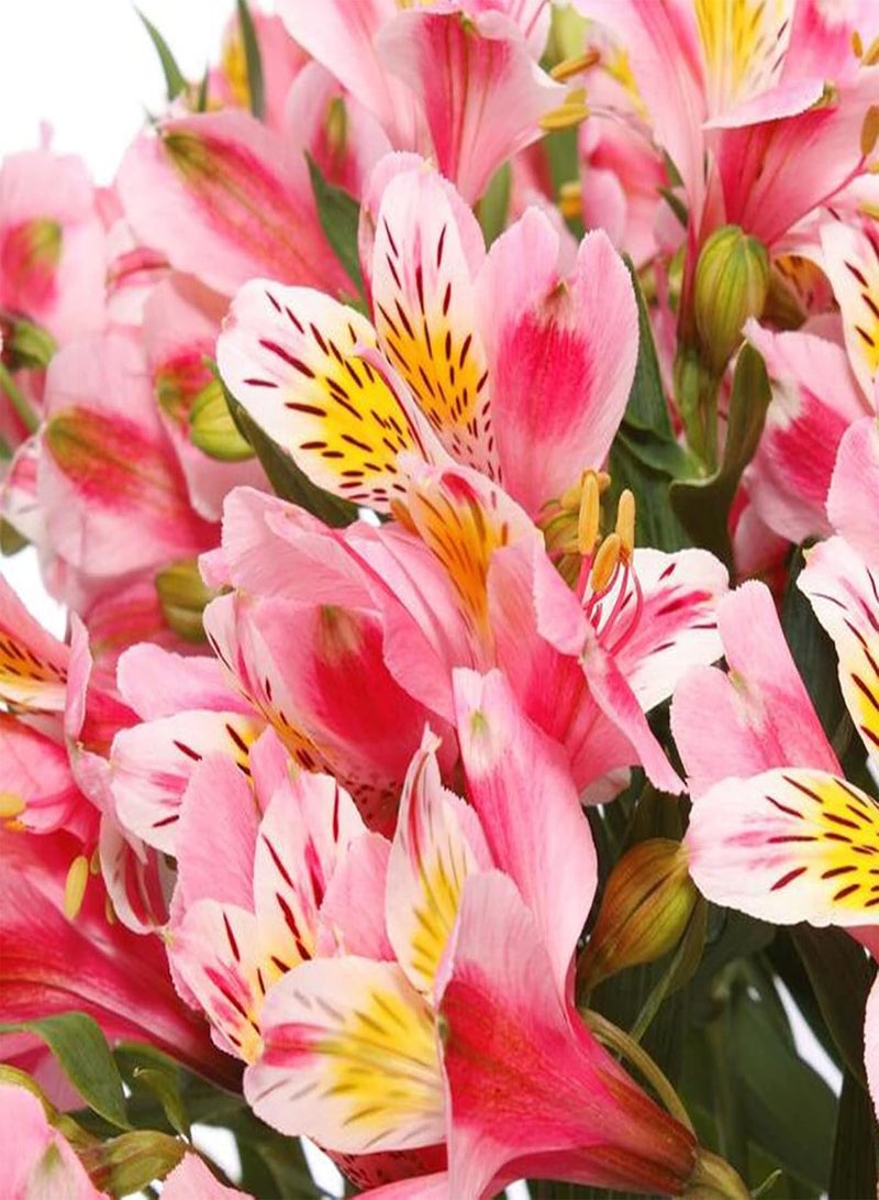 GGOOT 200Pcs/Bag Peruvian Lily Seeds for Planting,Long-Lasting Blooms Aromatic Mix Color Potted Plants Seedlings Courtyard Decoration - Mix Color - Image 3