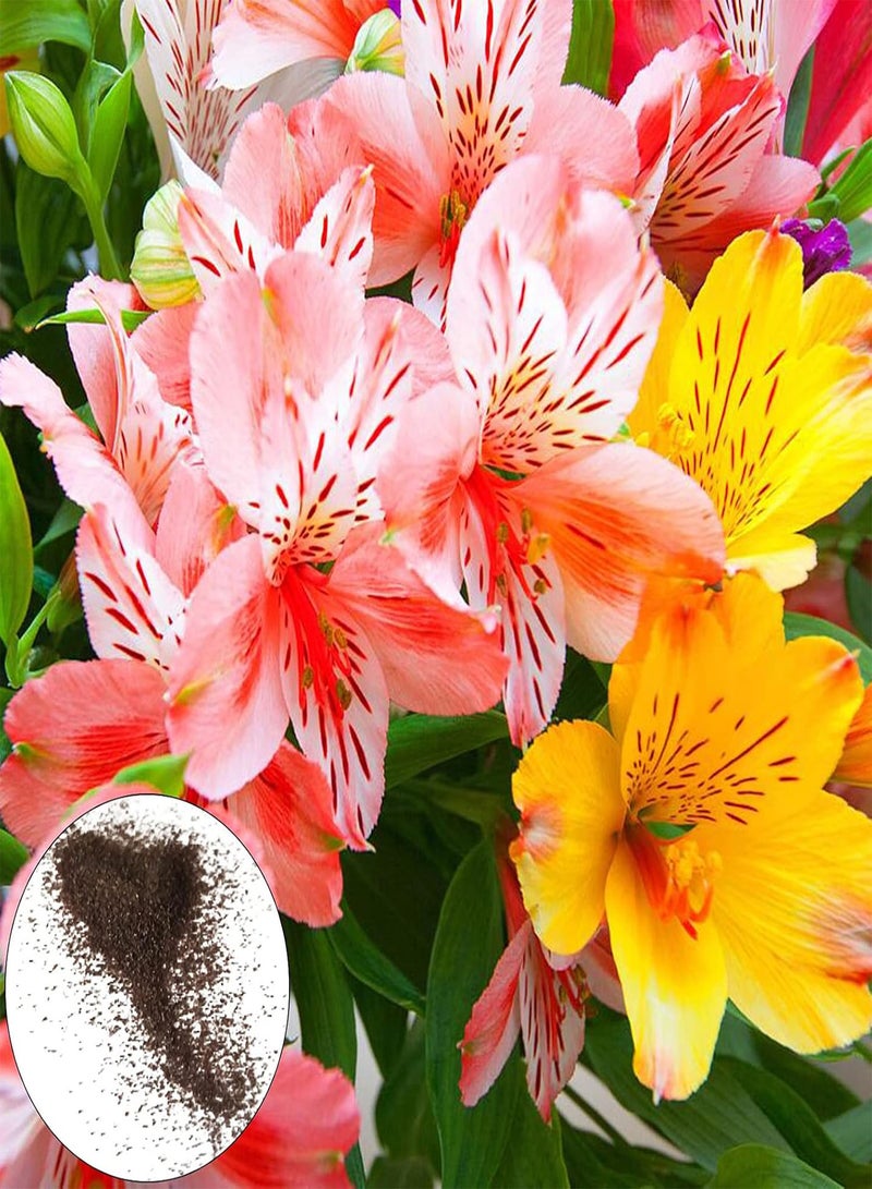 GGOOT 200Pcs/Bag Peruvian Lily Seeds for Planting,Long-Lasting Blooms Aromatic Mix Color Potted Plants Seedlings Courtyard Decoration - Mix Color - Image 1