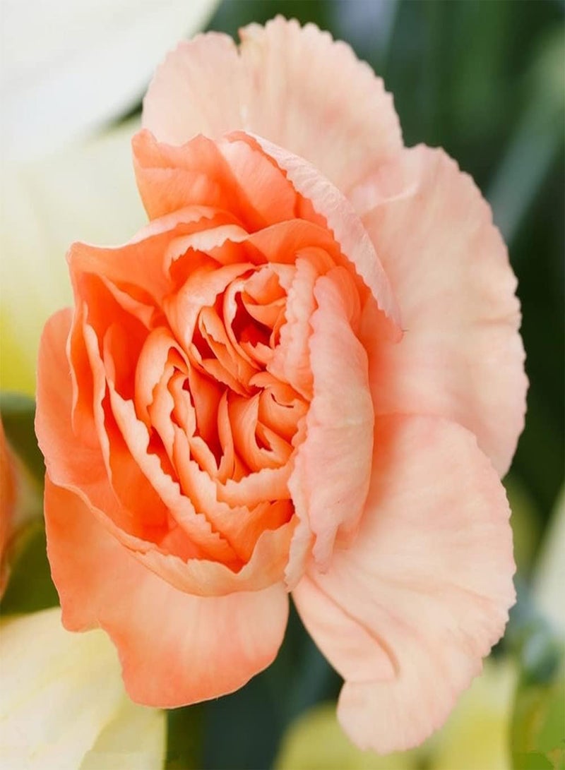 GGOOT 50Pcs Carnation Seeds Planted on The Outdoor Terrace Rare Pale Orange Carnations Unique Garden Decoration Has Ornamental Value - Image 1