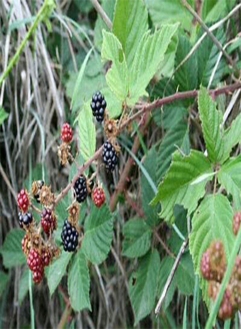 GGOOT European BlackBerry (Rubus fruiticosus) Approx 50 Seeds   Climbing   Wild Rose - Image 3