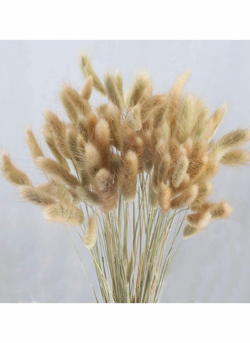 Excefore - Dried Rabbit Tail Grass,  60 Pcs Natural Dry Grass Dried Flowers Bouquet, Wedding Dry Flower Bunch, for Home Garden Party Decor, Flower Arrangement - Image 1