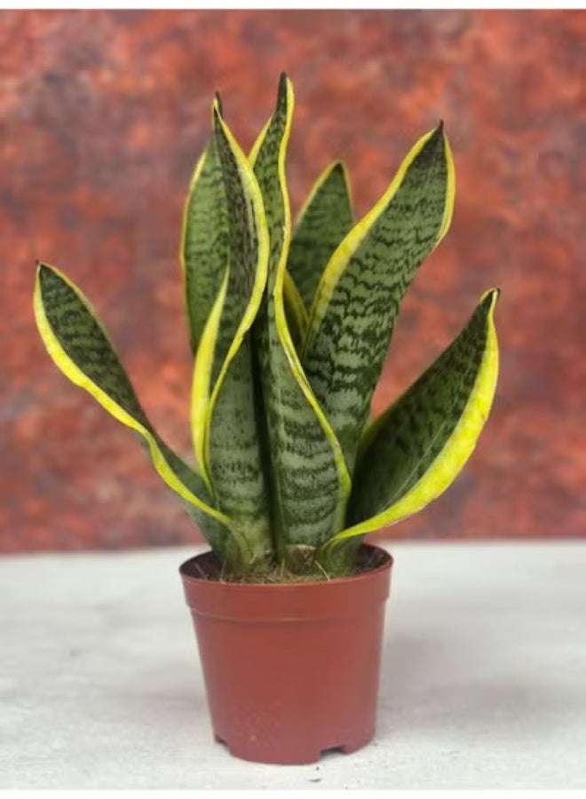 Spectrum 360 Snake Plant Sansevieria  Live Indoor Plant with Yellow Edged Green Leaves in Terracotta Pot | Air Purifying Low Maintenance Houseplant for Home & Office Décor - Image 2