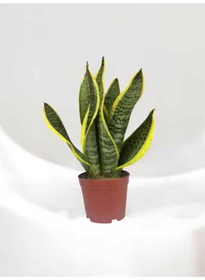 Spectrum 360 Snake Plant Sansevieria  Live Indoor Plant with Yellow Edged Green Leaves in Terracotta Pot | Air Purifying Low Maintenance Houseplant for Home & Office Décor - Image 1