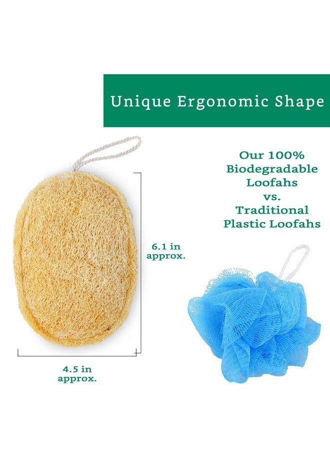 LooLife 100% Natural Loofah Exfoliating Sponge (4 Pack) Loofah Body Scrubber Loofah Sponge Organic Loofah Exfoliating Body Sponge Biodegradable Loofah Bath Luffa Sponges Exfoliating Loofah Pad - Image 3