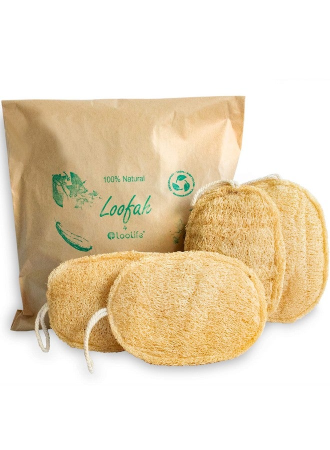 LooLife 100% Natural Loofah Exfoliating Sponge (4 Pack) Loofah Body Scrubber Loofah Sponge Organic Loofah Exfoliating Body Sponge Biodegradable Loofah Bath Luffa Sponges Exfoliating Loofah Pad - Image 2