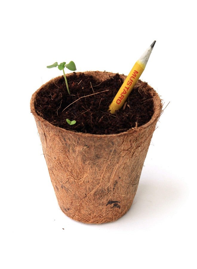 bioQ Box of 50 Plantable Pencils With Seeds| Eco Friendly Stationary | Recycled Paper Bulk Packaging | Grow Plants From Pencils - Image 4