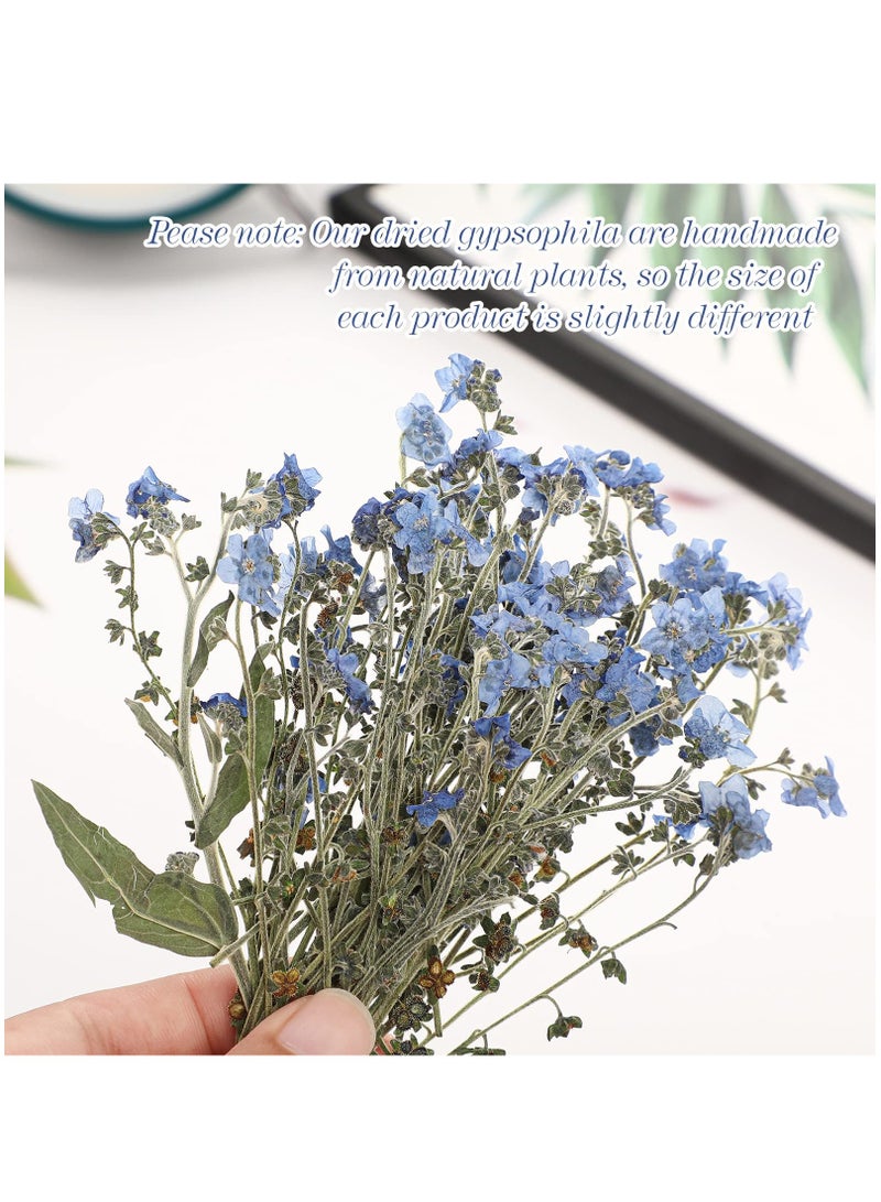 Zikra 100 Pcs Natural Forget Me Not Pressed Dried Flowers Dried Flower Real Dried Flowers for Resin Jewelry Candle Card Making Nail Art Flowers DIY Home Decoration for Indoor Outdoor Garden Porch Window - Image 2