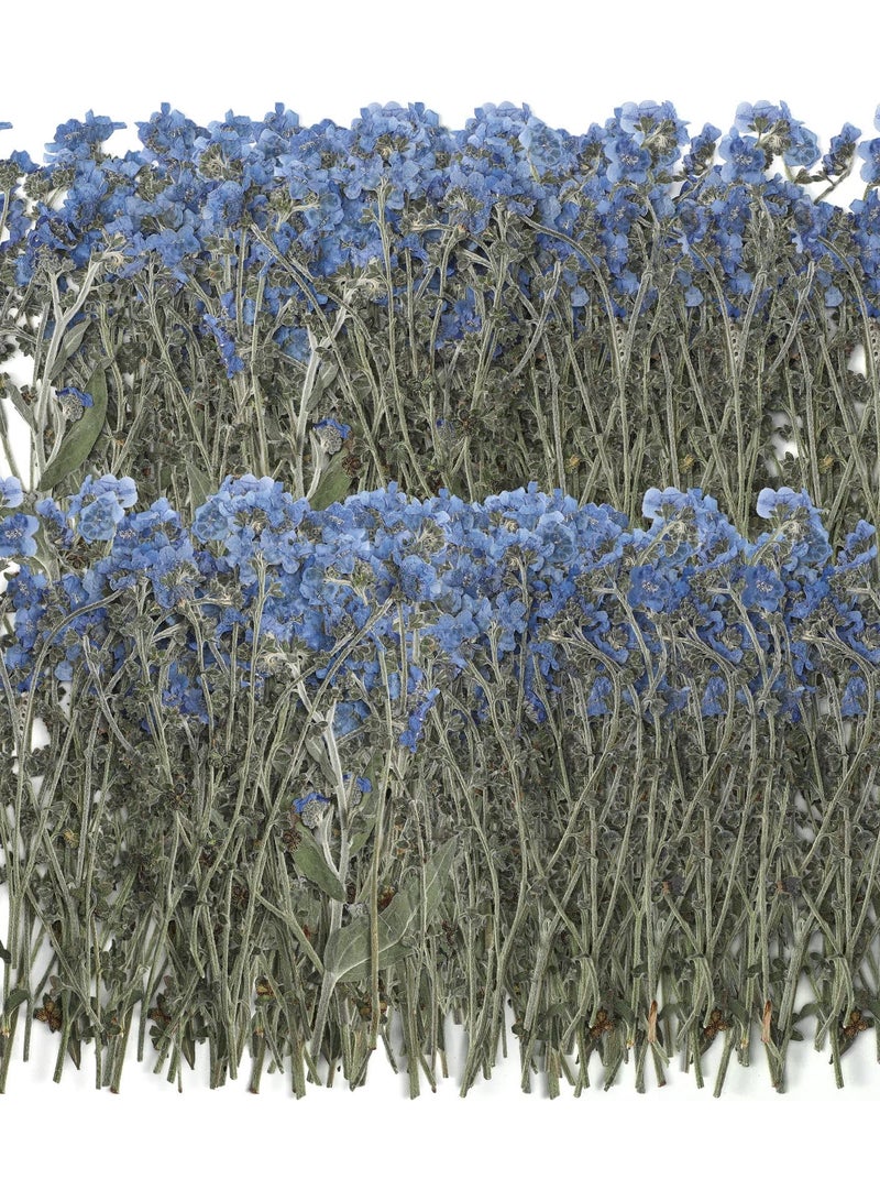 Zikra 100 Pcs Natural Forget Me Not Pressed Dried Flowers Dried Flower Real Dried Flowers for Resin Jewelry Candle Card Making Nail Art Flowers DIY Home Decoration for Indoor Outdoor Garden Porch Window - Image 1