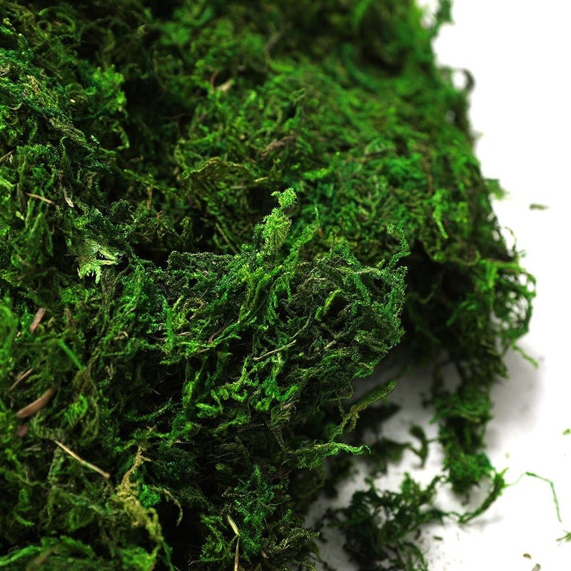 BYHER 92926 طحلب الغابة المحفوظ، أخضر طازج (16 أونصة) - Image 2