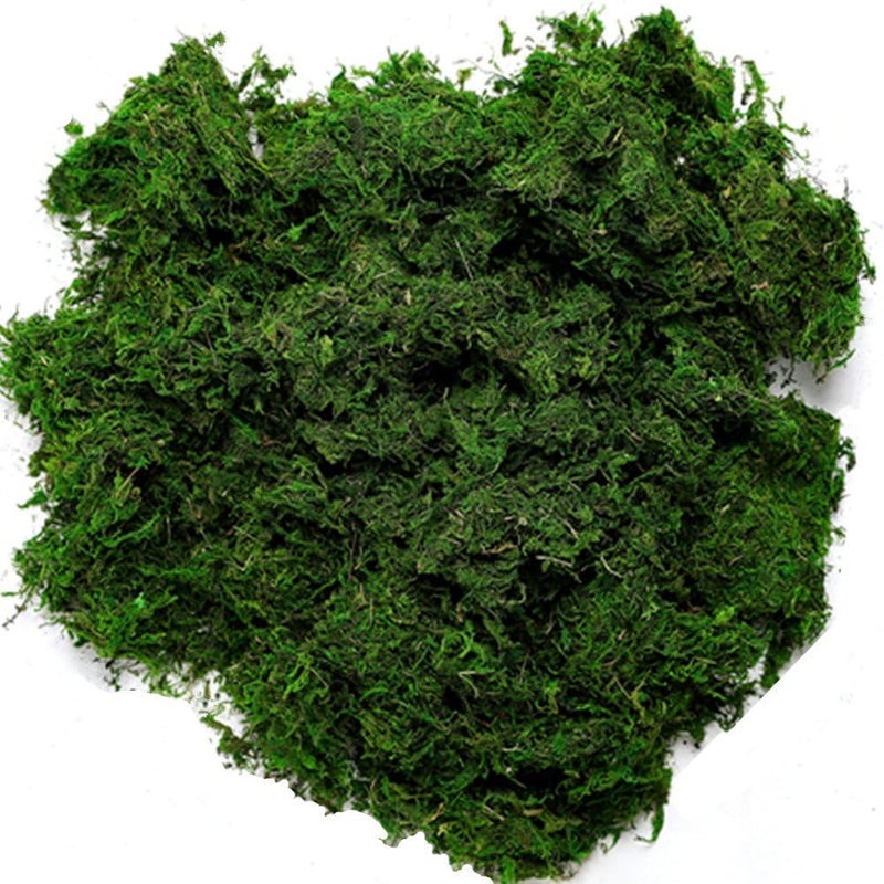BYHER 92926 طحلب الغابة المحفوظ، أخضر طازج (16 أونصة) - Image 1