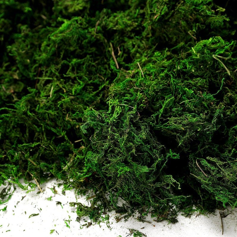 BYHER 92926 طحلب الغابة المحفوظ، أخضر طازج (16 أونصة) - Image 5