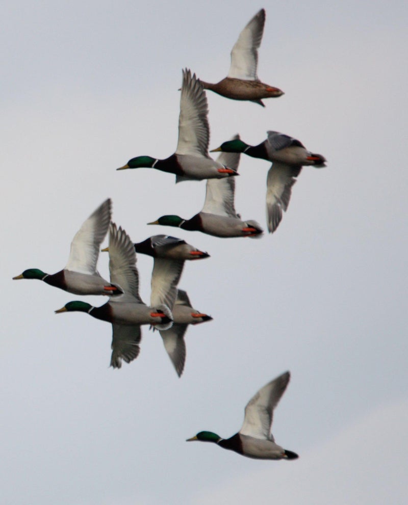 Primos Hunting 805 Duck Call, Easy Mallard Single Reed - Image 2