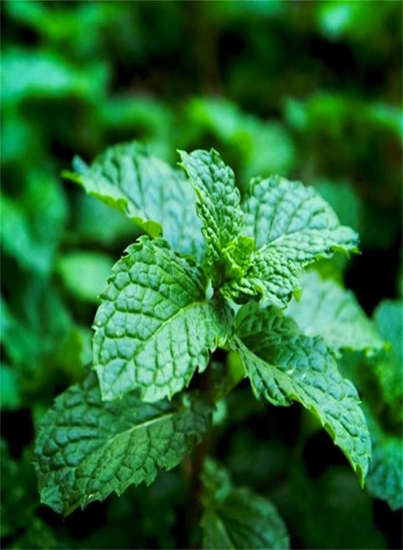 GGOOT Fresh HERB Peppermint Seeds/Potted Garden Plants/Pattern Fresh/Heirloom Garden Oriental Seeds/Simple Planting-100pcs - Image 1