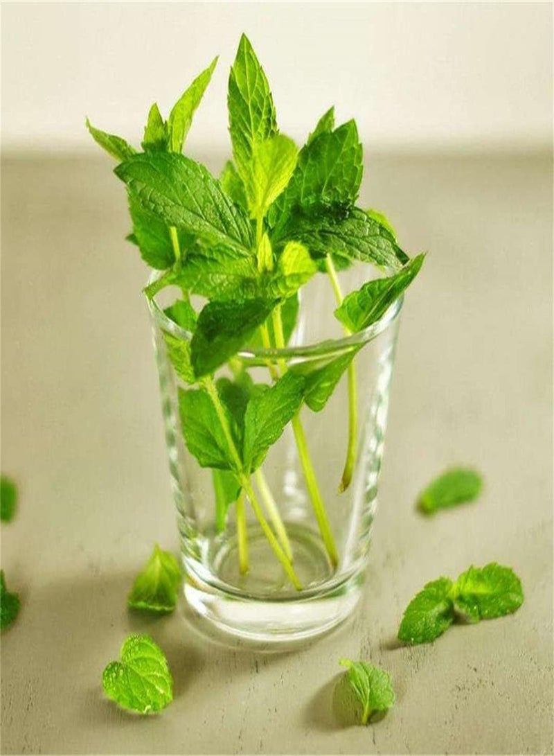 GGOOT Fresh HERB Peppermint Seeds/Potted Garden Plants/Pattern Fresh/Heirloom Garden Oriental Seeds/Simple Planting-100pcs - Image 2