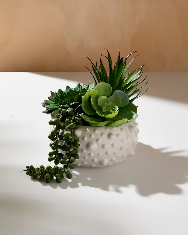 REDTAG Green Succulent In Pot