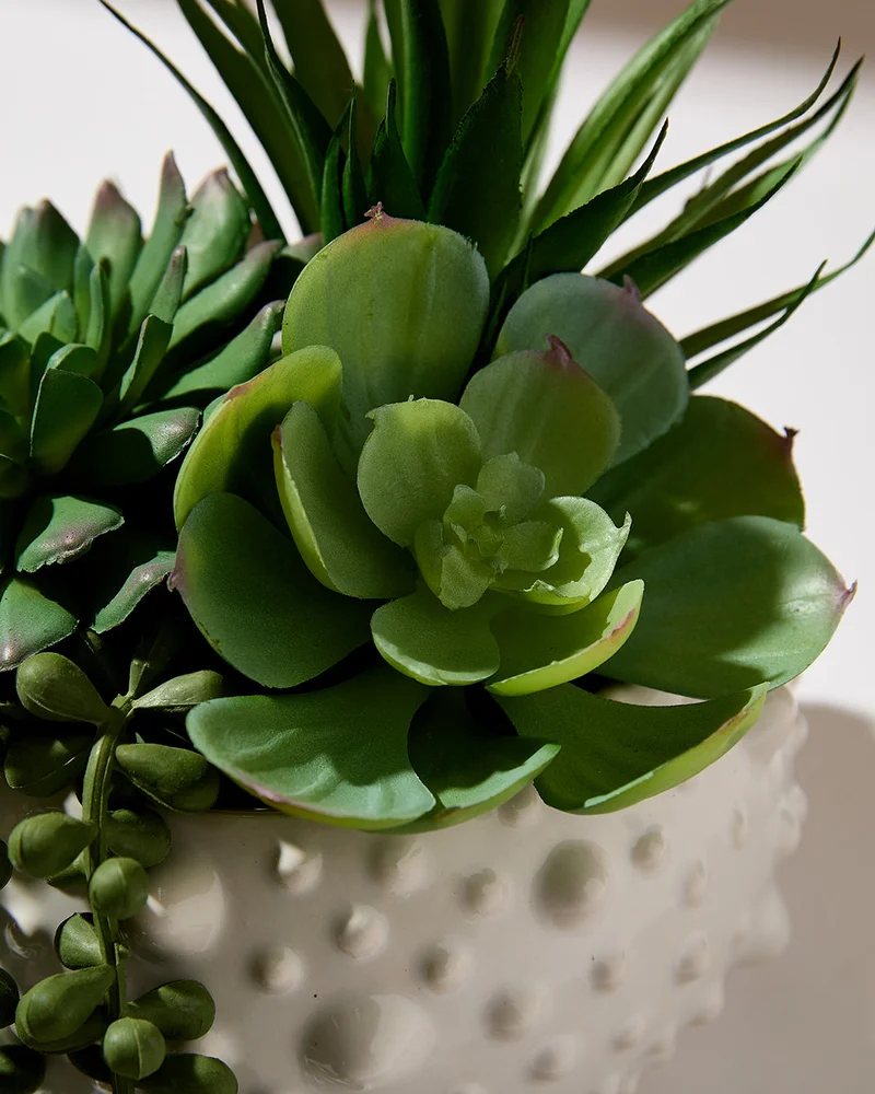 REDTAG Green Succulent In Pot