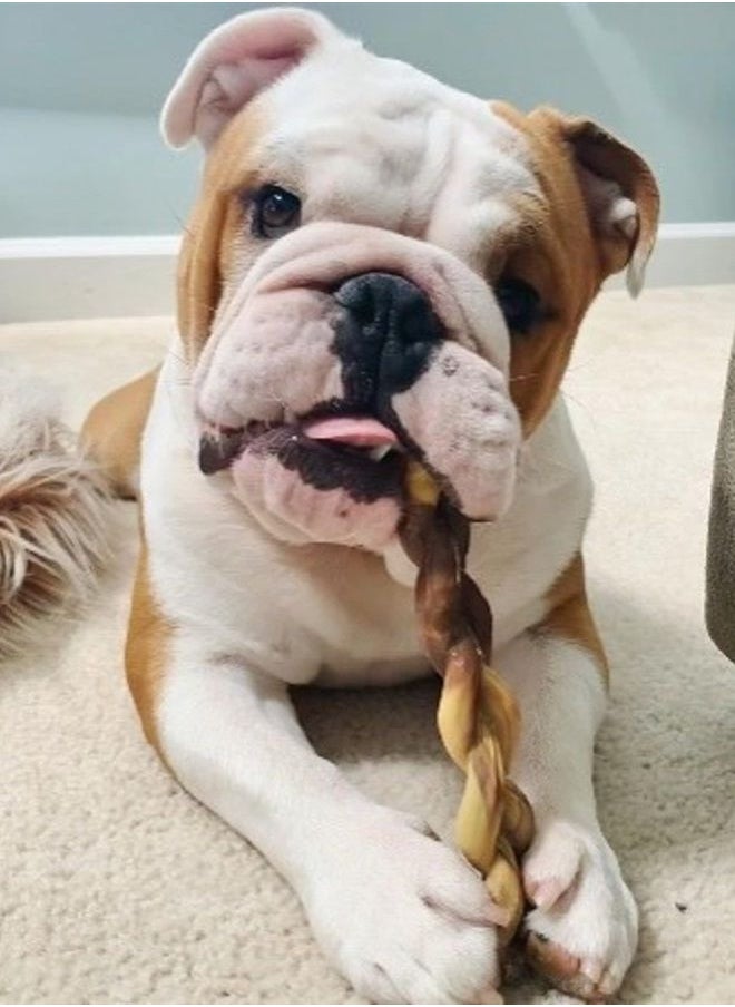Nylabone Power Chew Alternative Braided Bully Braid Stick Bully Flavor Large/Giant - Up to 50 lbs.  - Image 1