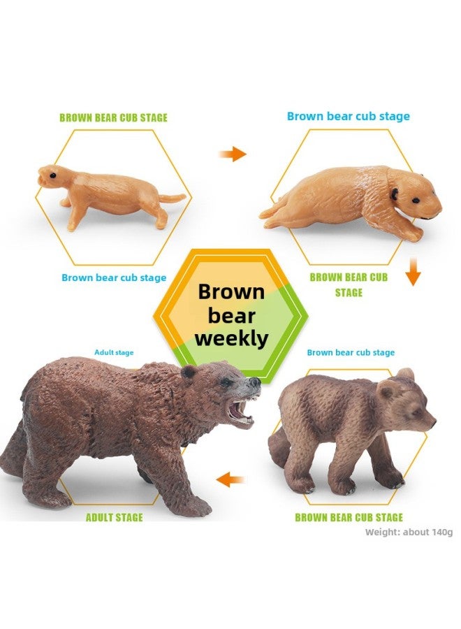 Realistic Small Animal Model Toys Growth Life Cycle Frogs Turtles Chicks Montessori Nursery Teaching Tools-Color:PL127-3407 Brown Bear Cycle Set 140g - Image 1