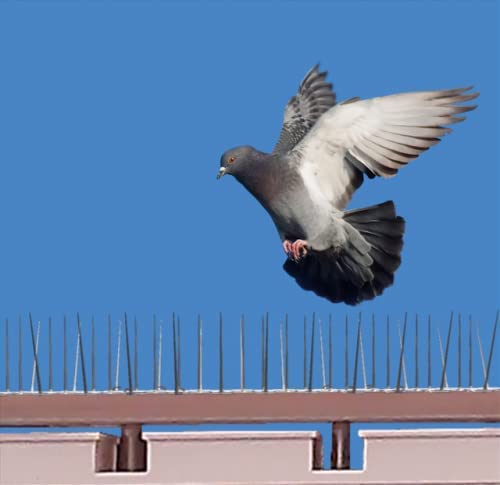 SPIKEZONE - Spikes for Bird & Pigeon, Polycarbonate Bird/Pigeon Control Spikes, Bird Spikes, Pigeon Problem Solutions (40 Pcs Box) - Image 3