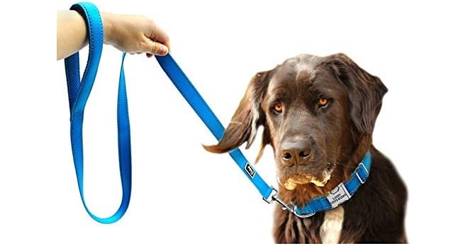 Skora Nylon Leash with Collar Set for Dog (Medium) - Blue - Image 4