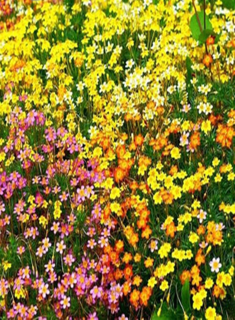 GGOOT 450 x French Hibrids Mix Seeds Leptosiphon Hybrida Dwarf Bedding Flower for Planting Garden Yard Patio - Image 1