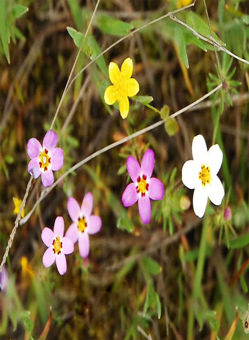 GGOOT 450 x French Hibrids Mix Seeds Leptosiphon Hybrida Dwarf Bedding Flower for Planting Garden Yard Patio - Image 2