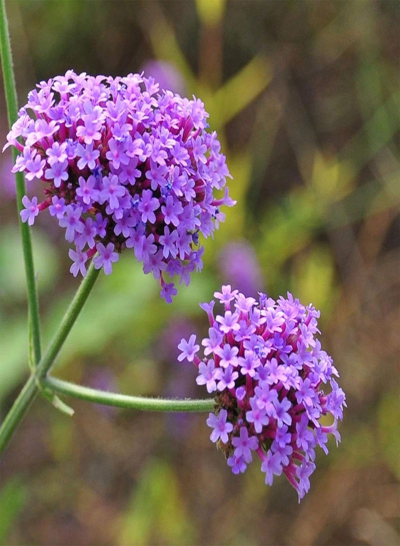 GGOOT seeds Green Garden Flower Plants 50Pcs Rare Plant Verbena Vervain Flower Seeds Garden Yard DIY Bonsai Decor - Image 2