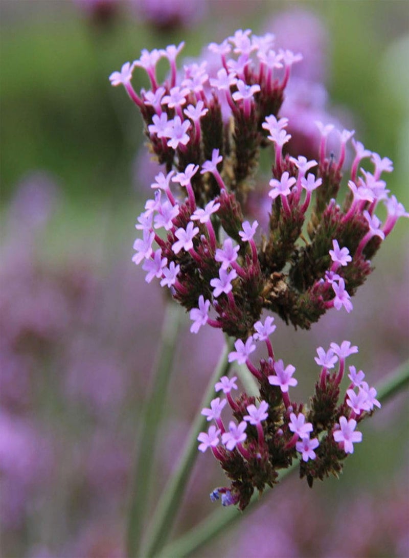 GGOOT seeds Green Garden Flower Plants 50Pcs Rare Plant Verbena Vervain Flower Seeds Garden Yard DIY Bonsai Decor - Image 5