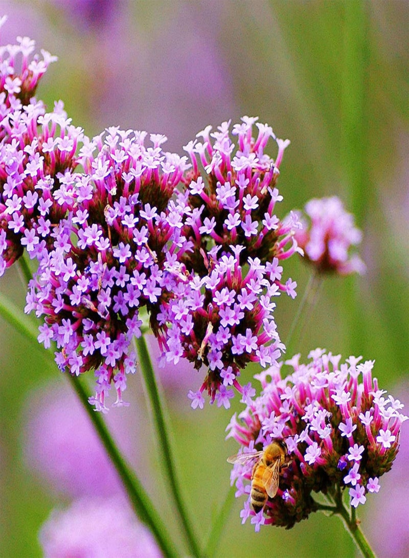 GGOOT seeds Green Garden Flower Plants 50Pcs Rare Plant Verbena Vervain Flower Seeds Garden Yard DIY Bonsai Decor - Image 4