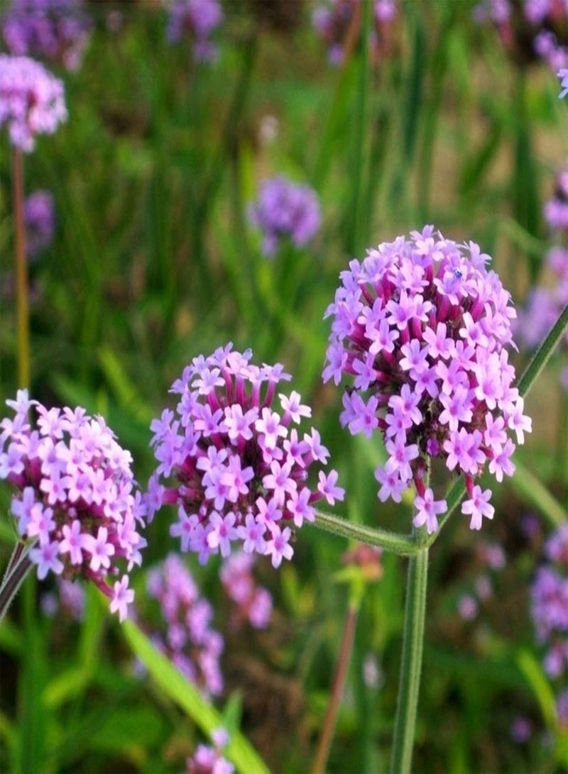 GGOOT seeds Green Garden Flower Plants 50Pcs Rare Plant Verbena Vervain Flower Seeds Garden Yard DIY Bonsai Decor - Image 3