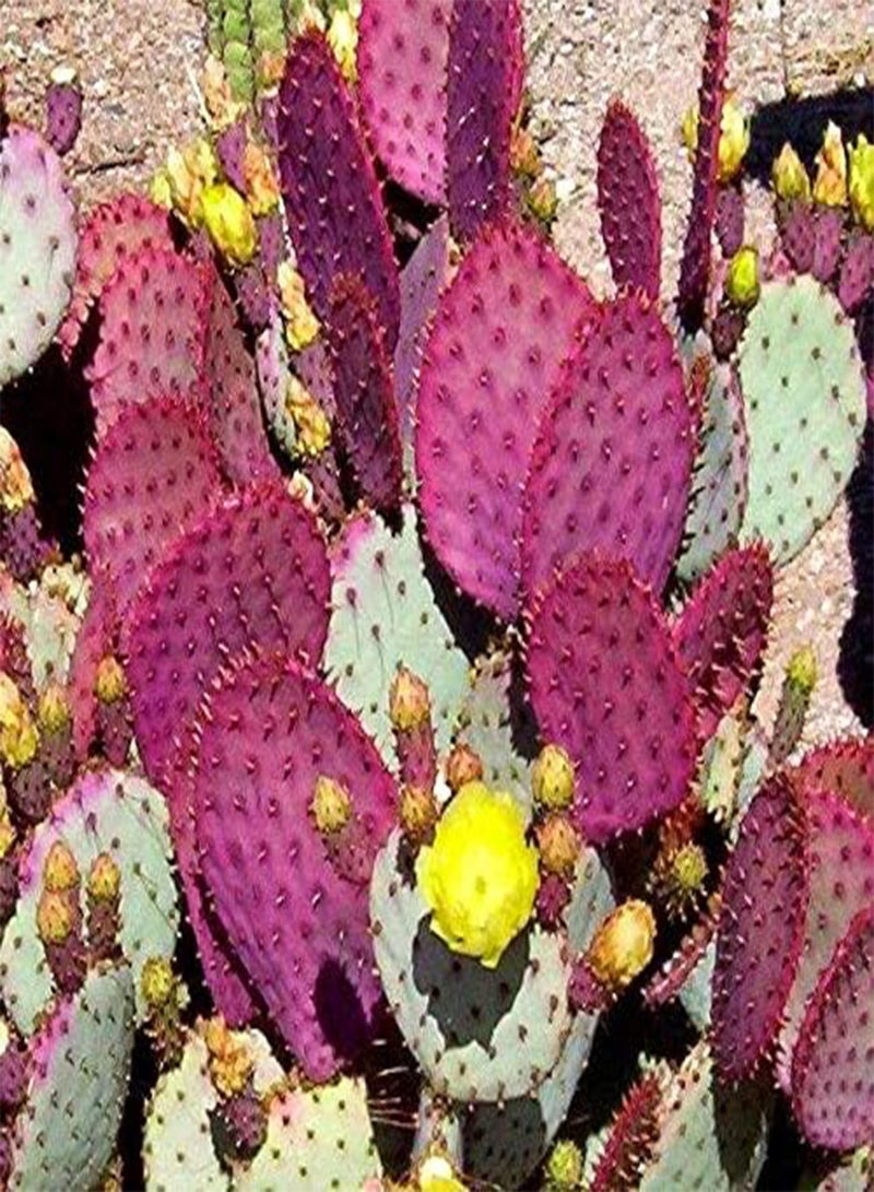 GGOOT 25 Purple Pink Cactus Gosseliana Plant Seeds - Image 1