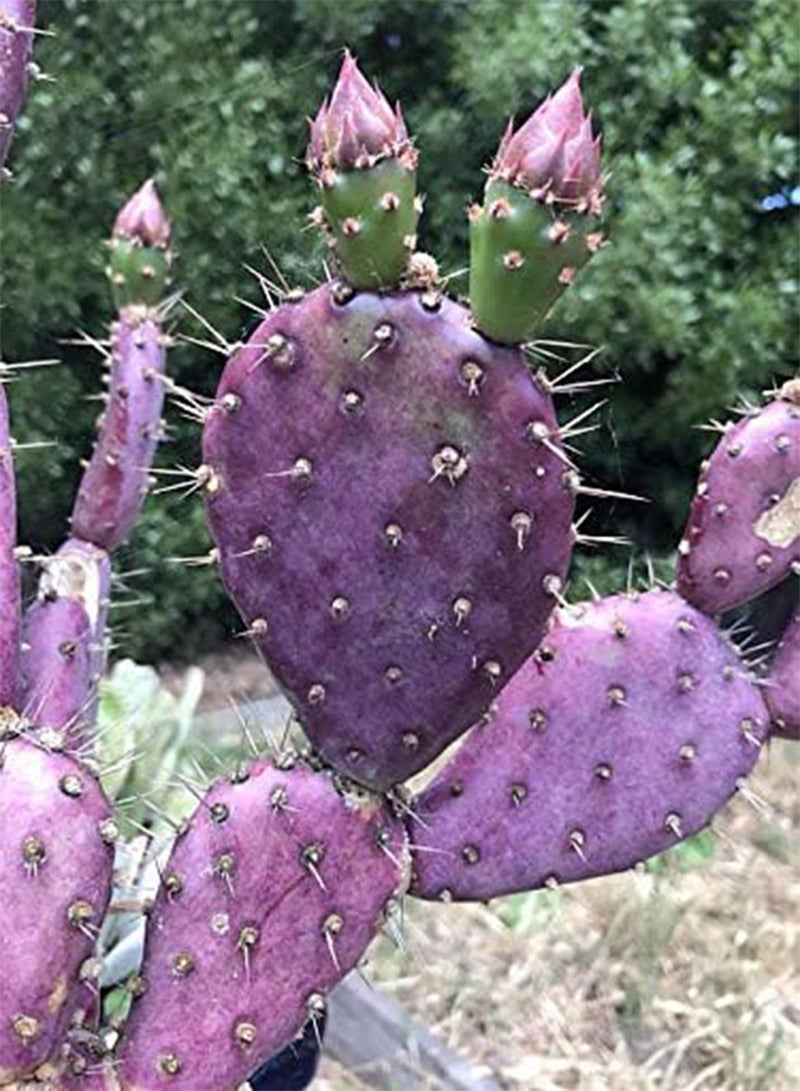 GGOOT 25 Purple Pink Cactus Gosseliana Plant Seeds - Image 3