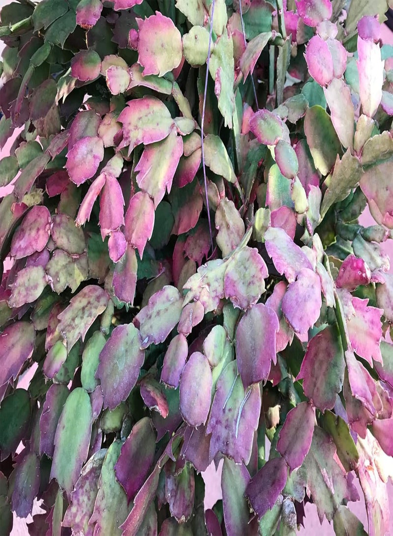 GGOOT 25 Purple Pink Cactus Gosseliana Plant Seeds - Image 2