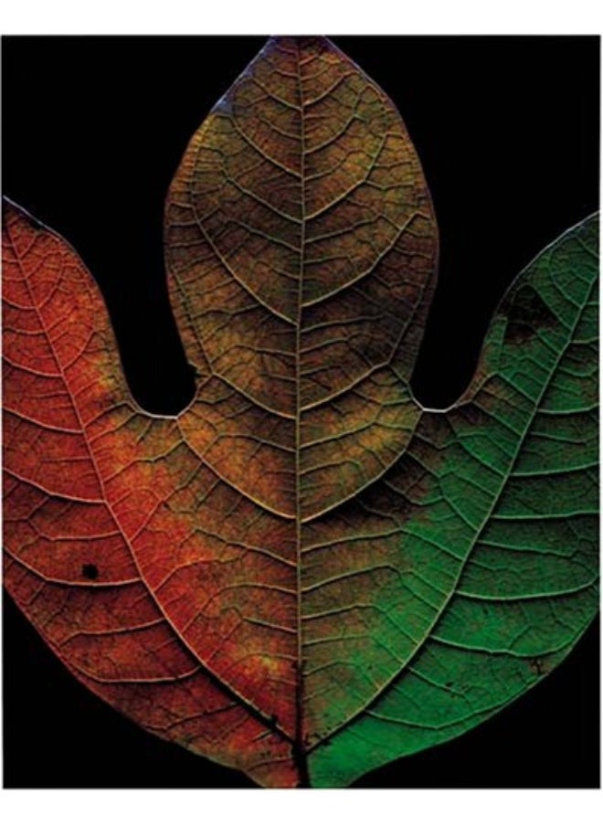 null - Fall - Image 1