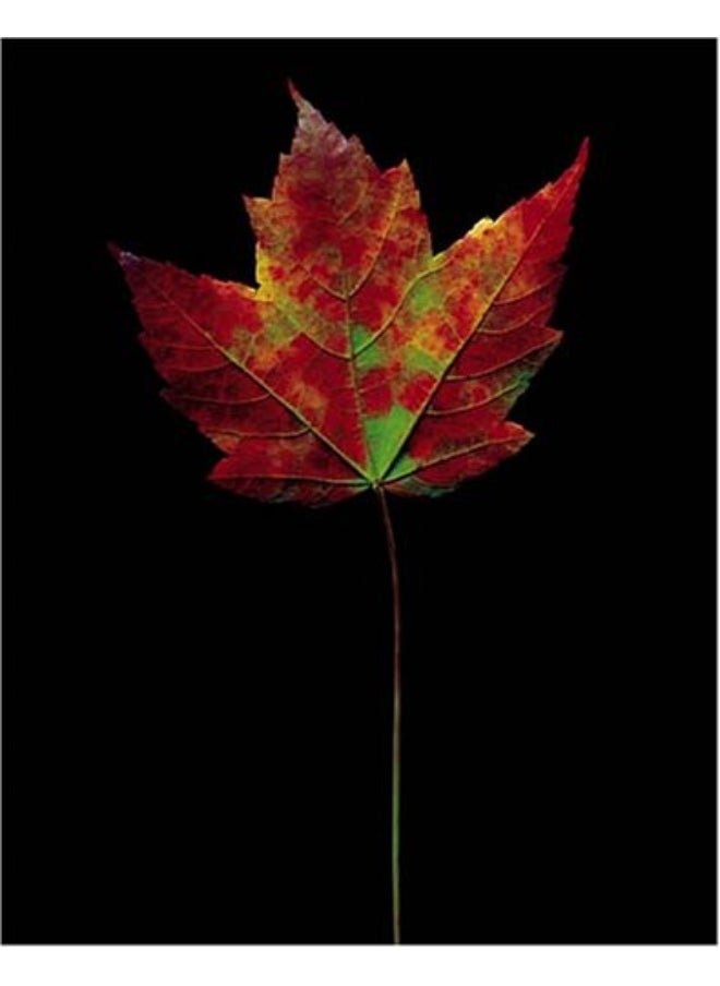 null - Fall - Image 1