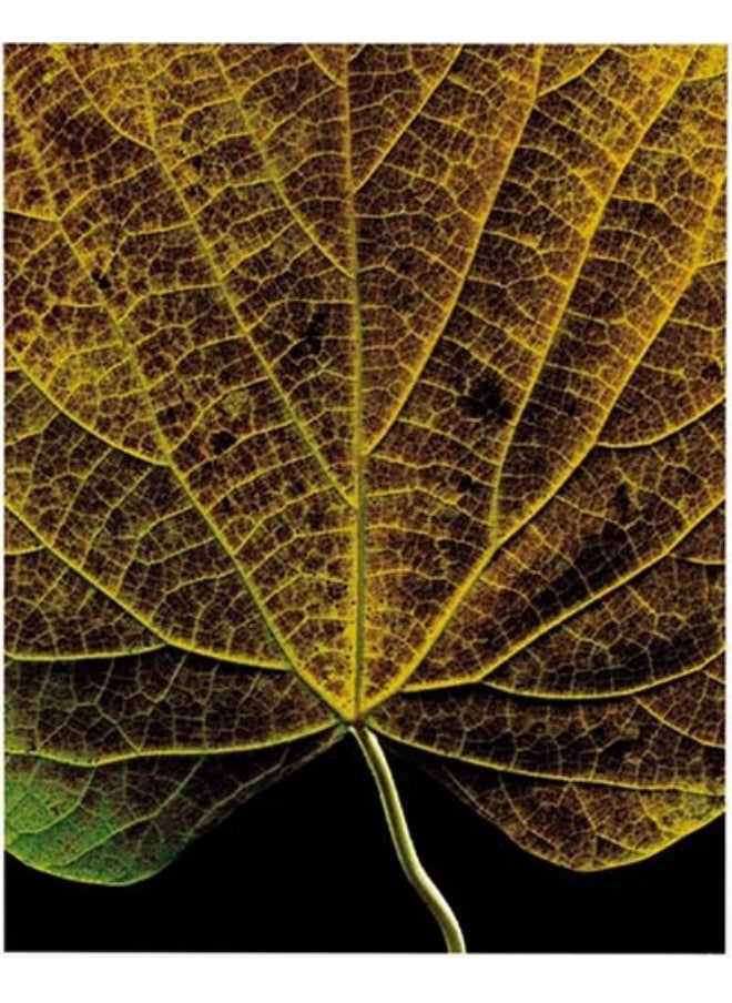 null - Fall - Image 1