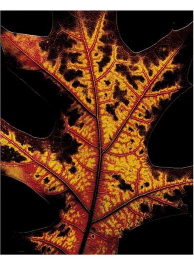 null - Fall - Image 1