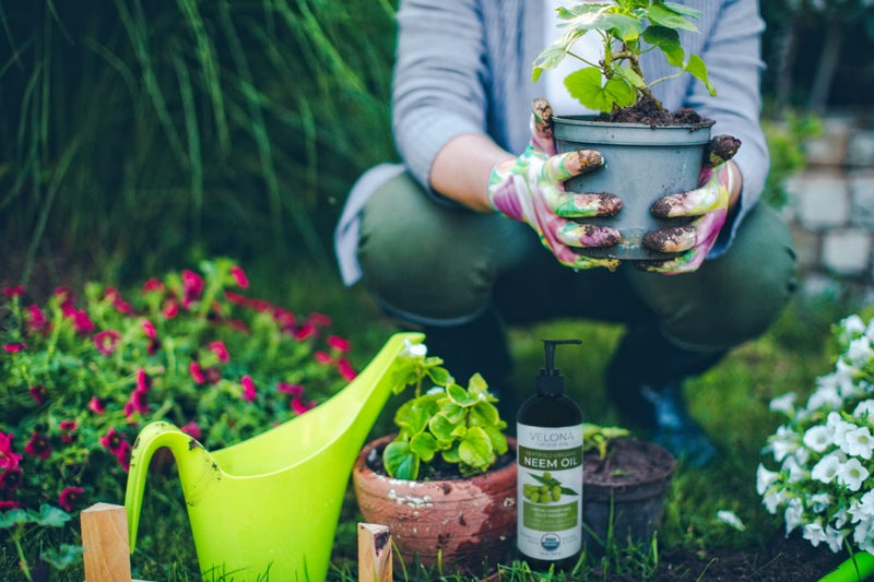 velona Neem Oil USDA Certified Organic - 64 Fl Oz | 100% Pure and Natural Carrier Oil | Virgin, Unrefined, Cold Pressed | Hair, Body and Skin Care | Use Today - Enjoy Results - Image 4