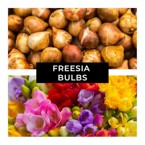 CZ Grain Freesia Mixed Colors Bulbs for Spring Planting - 10 Bulb Mix Pack - Large Healthy Bulbs - Great for Container or Outdoor Growing - Image 5
