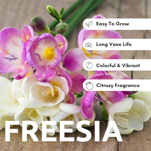 CZ Grain Freesia Mixed Colors Bulbs for Spring Planting - 10 Bulb Mix Pack - Large Healthy Bulbs - Great for Container or Outdoor Growing - Image 2