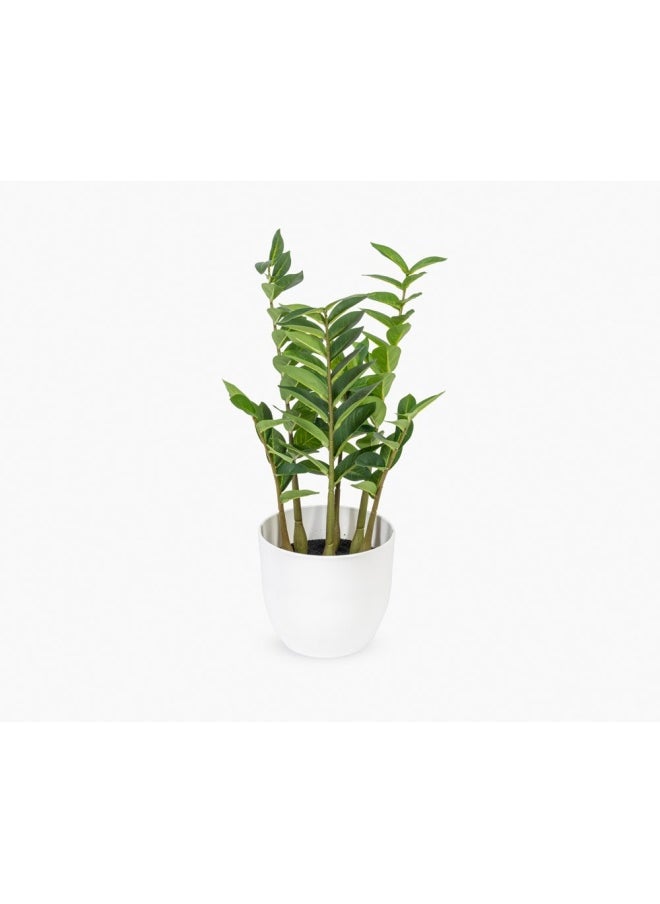 Zamioculcas Zamiifolia Plant - pzsku/ZBD881FFD83544F913AB6Z/45/_/1719821873/c7b4031f-957f-4afc-a0fc-72fe88a79e11