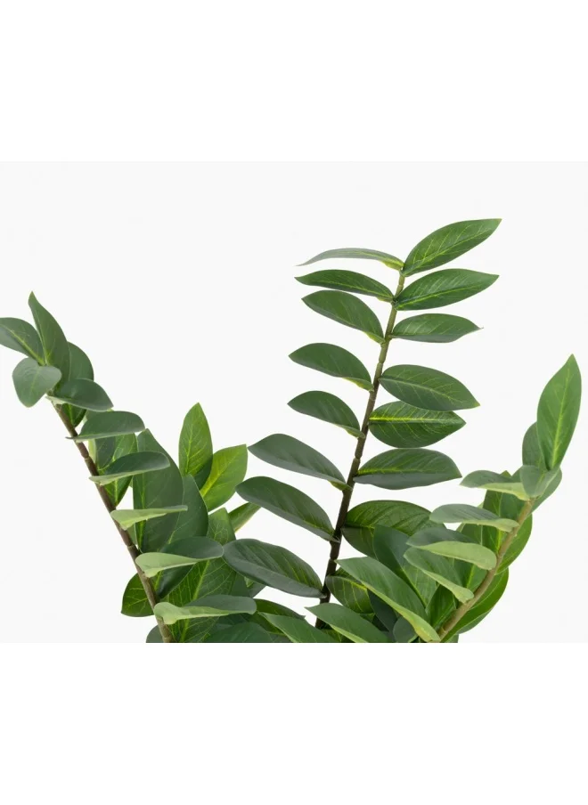 تو إكس إل هوم Zamioculcas Zamiifolia Plant